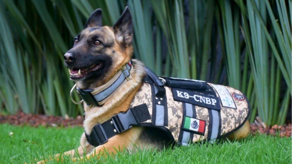 Comisión Nacional de Búsqueda presenta a Molly, nueva integrante de su unidad canina