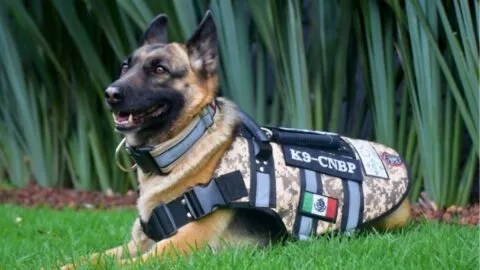 Comisión Nacional de Búsqueda presenta a Molly, nueva integrante de su unidad canina