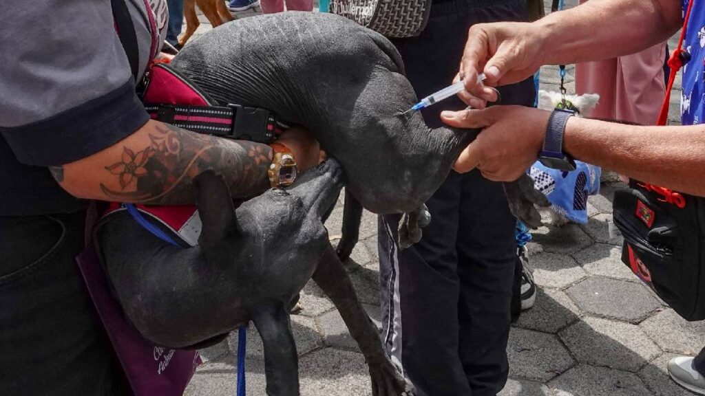 apizaco-tlaxcala-estos-son-los-servicios-y-precios-de-la-clinica-veterinaria