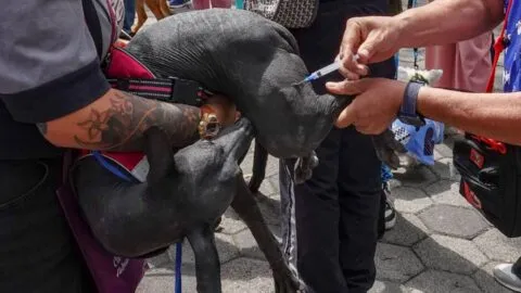 Clínica veterinaria en Apizaco: ofrece consultas para perros y gatos desde 59 pesos