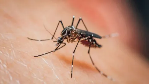 Florida en alerta: Declaran emergencia en Hillsborough, Pasco y Pinellas por 179 casos de Dengue