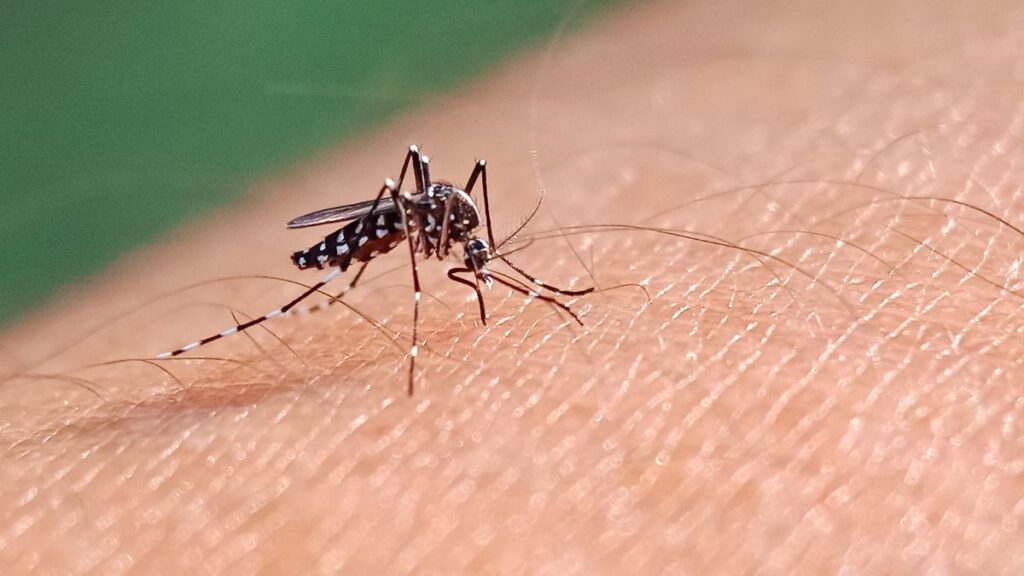 Mosquitos portadores del Dengue azotan el estado de Florida