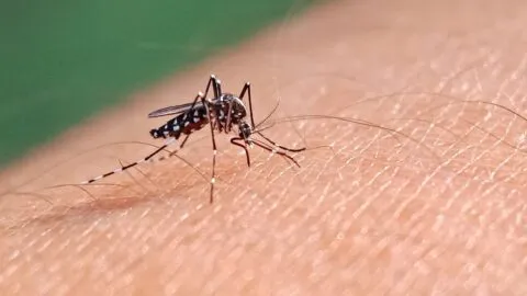 Se confirma muerte por Dengue en Florida y se encienden las alarmas por significativo brote reciente
