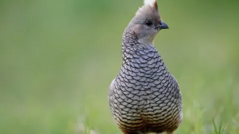 EE. UU. despenaliza las muertes "accidentales" de fauna protegida