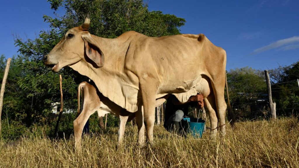 Sequía por El Niño amenaza a países de América Latina