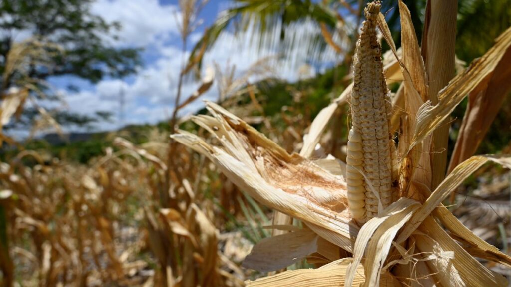 Sequía por El Niño amenaza a países de América Latina