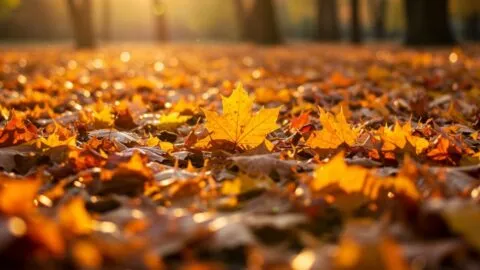 El otoño empieza hoy: ¿a qué hora entra y por qué las noches se hacen más largas?
