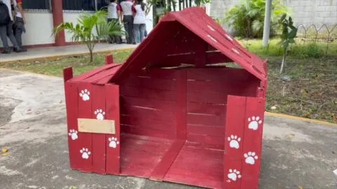 Estudiantes de Coatzacoalcos crean ecorefugios para perritos callejeros