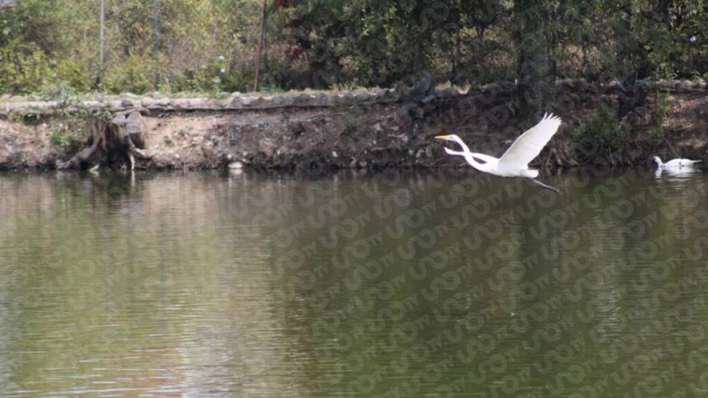 Cocodrilo de la Laguna de San Baltazar.
