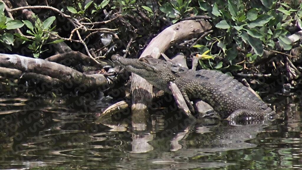 Cocodrilo de la Laguna de San Baltazar.