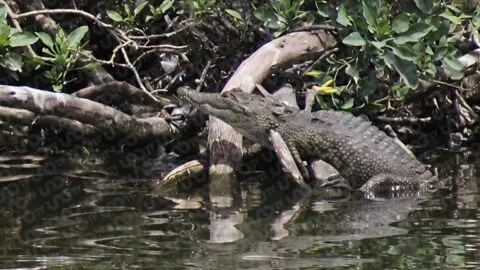 Lleva un año viviendo ahí: Profepa busca capturar a cocodrilo abandonado en laguna de San Baltazar, Puebla