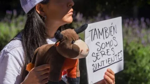 Frenan maltrato animal en Amozoc: cancelan “Corta de Gallo” y “Cerdo Encebado”