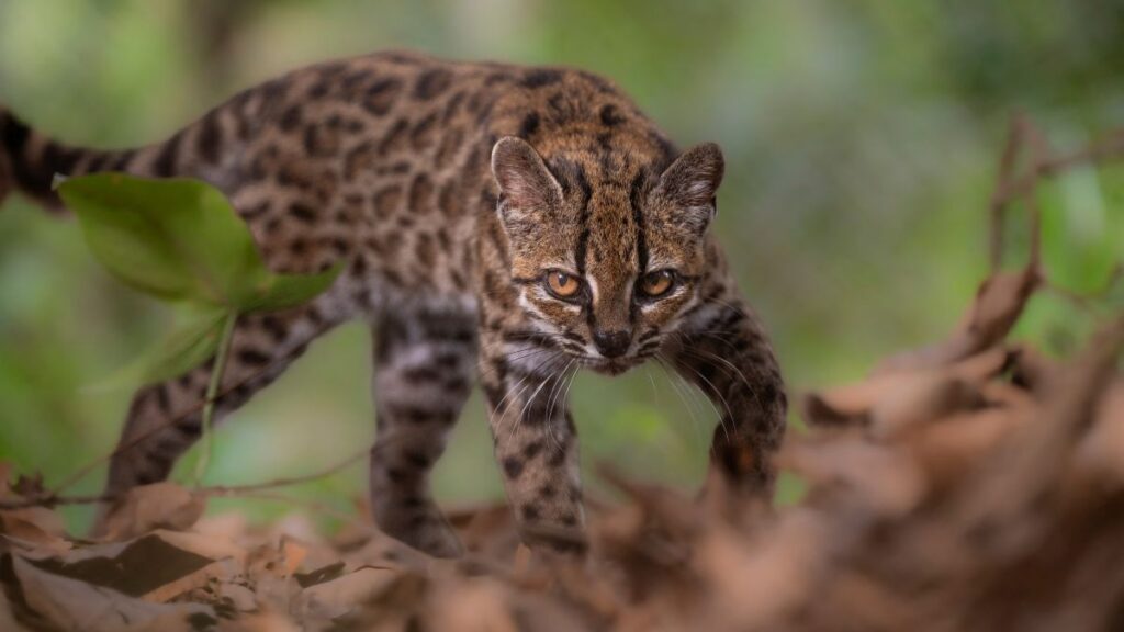 Leopardus tilcayo, nueva especie de gato. Reuters