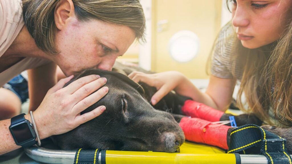 Buscan descanso para afrontar el duelo por la muerte de las mascotas