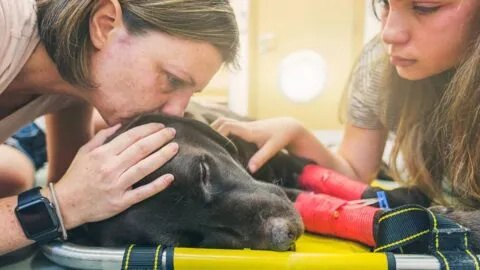 ¿Murió tu mascota? Proponen 3 días de permiso laboral con goce de sueldo