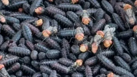 Planta de moscas estériles en Chiapas ya produce 35 millones contra el gusano barrenador