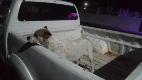 Investigan a hombre que arrojó agua hirviendo a dos perros en Tanhuato, Michoacán