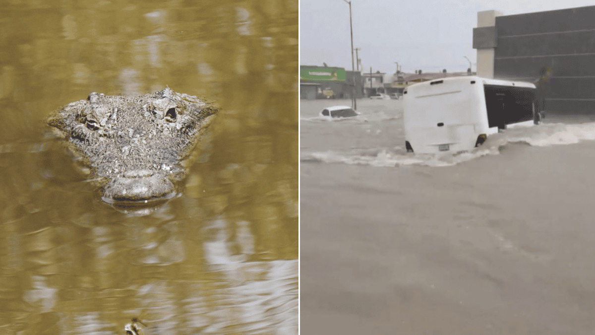 Lluvias intensas causan inundaciones y avistan cocodrilos en Ciudad Madero