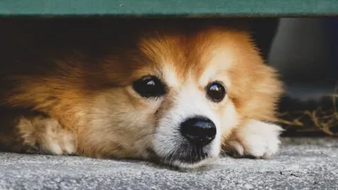 ¿Cómo cuidar a tus mascotas de la pirotecnia estas fiestas patrias? Recomendaciones de la Secretaría de Seguridad Ciudadana