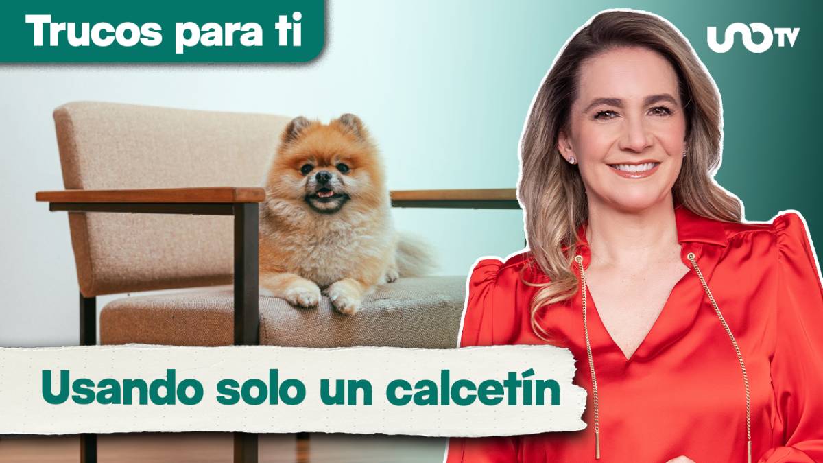 ¿Tu sillón está lleno de pelos de mascota? Prueba este sencillo truco con un calcetín
