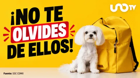 ¿Cómo preparar la mochila de emergencia para tus mascotas en caso de un sismo?