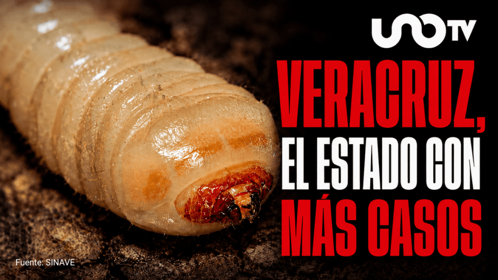 ¡No se detienen las muertes por gusano barrenador en México!