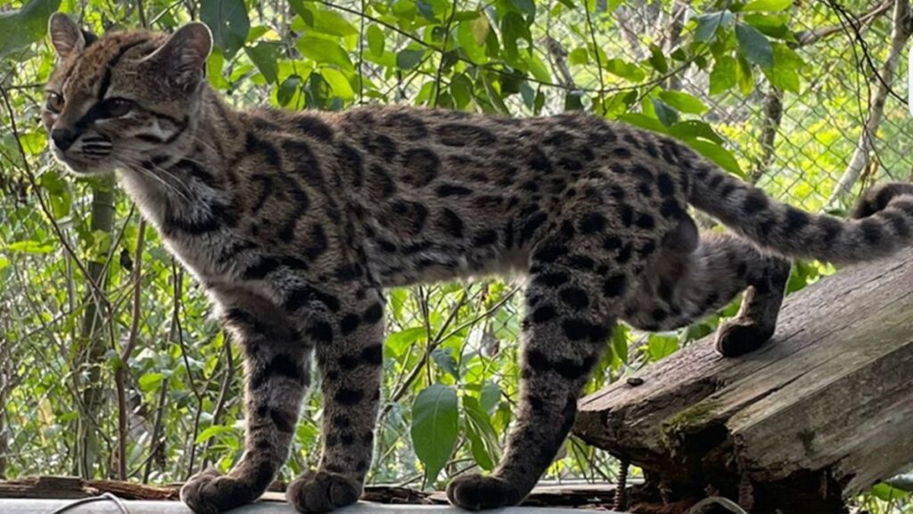 Descubren una nueva especie de gato, la primera en más de 100 años