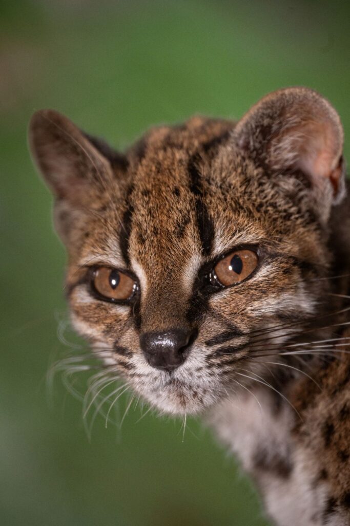 Esta nueva especie de gato vive en bolivia.