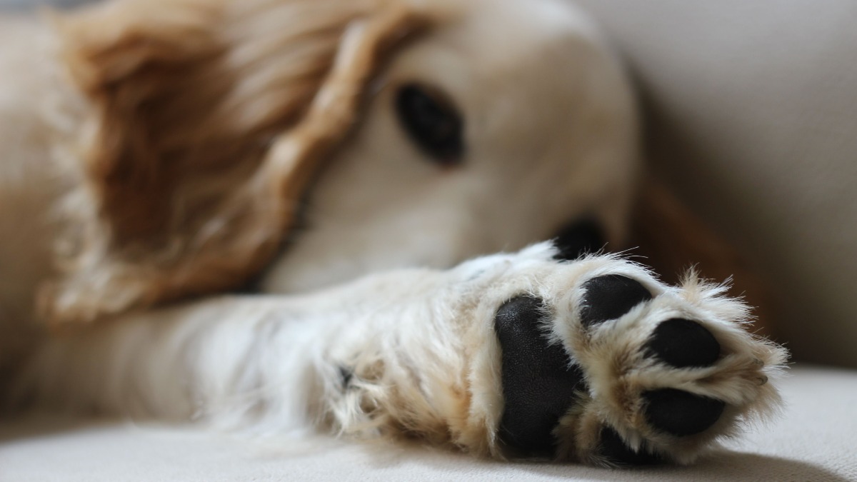 ¿Por qué las patitas de tu perro huelen a frituras de queso? La UNAM lo explica