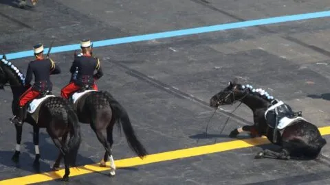VIDEO: caballo se descontrola y policía cae durante desfile en Cuernavaca