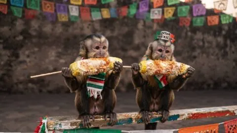 ¡Hasta con elote! Changuitos del Zoológico de Morelia celebran las Fiestas Patrias