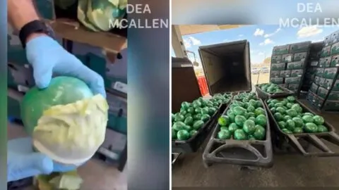 DEA incauta más de 900 kilos de metanfetamina ocultos en un cargamento de repollo