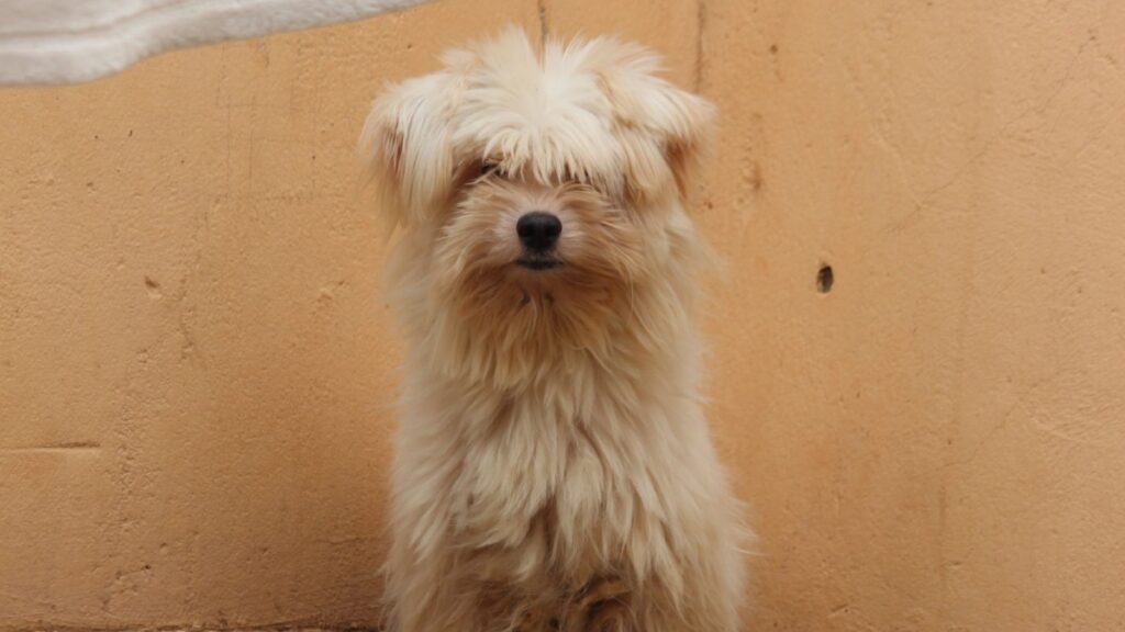 Perrito