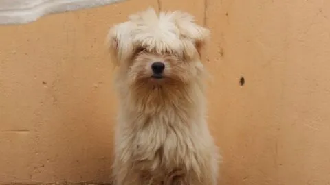 Perrito corre por su vida y queda atorado en una reja tras ser atacado en Tlalpan; autoridades lo rescatan