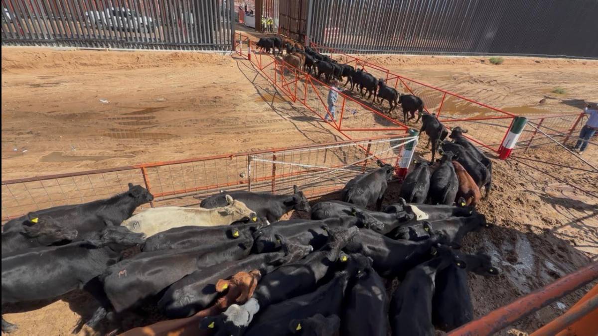 Chihuahua reabre frontera con EE.UU. para exportación de ganado tras casi 2 años de cierre