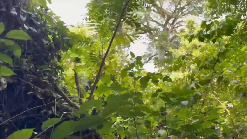 Rescate aéreo permitió localizar a seis personas en la Selva Lacandona.