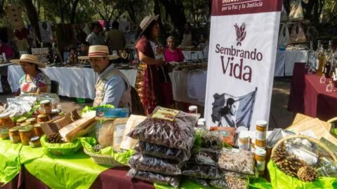 Sembrando Vida: requisitos para recibir 6 mil 450 pesos al mes, insumos y capacitación en 2026