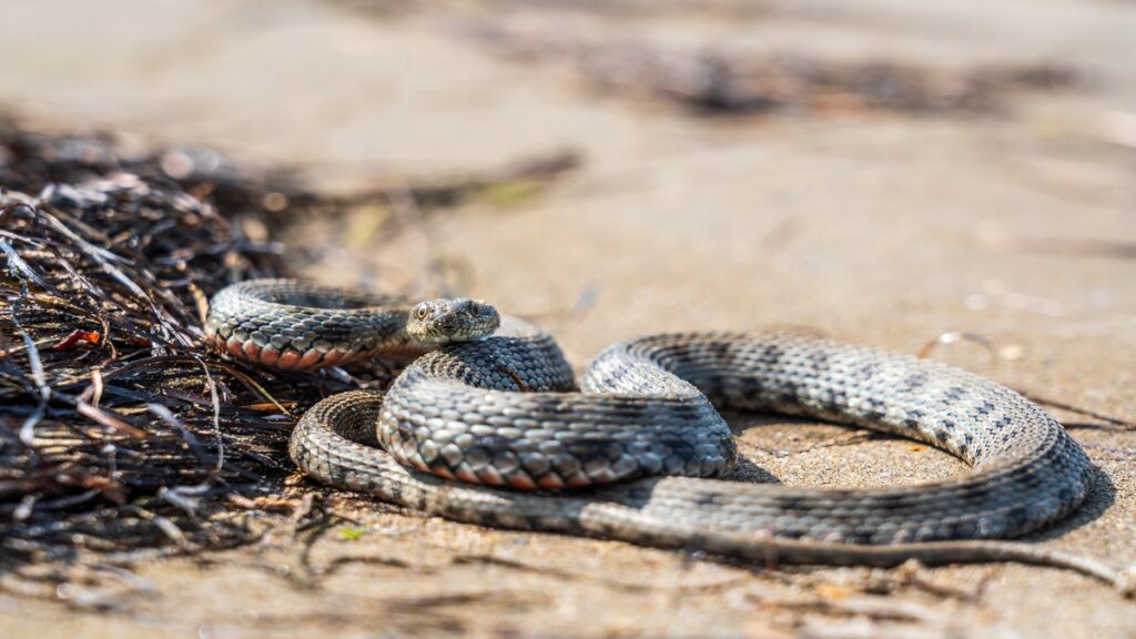 Serpientes en la playa
