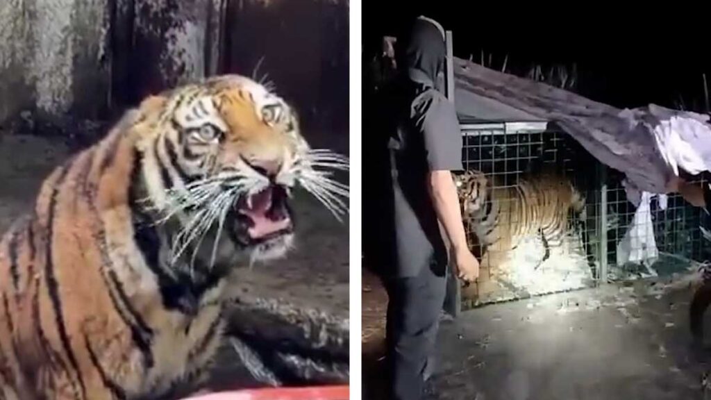 Tigre Jalisco
