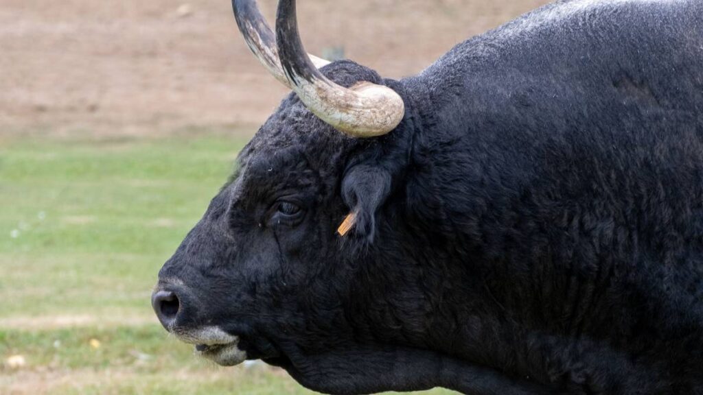 Toro embiste a hombre durante Tarimorada 2026.