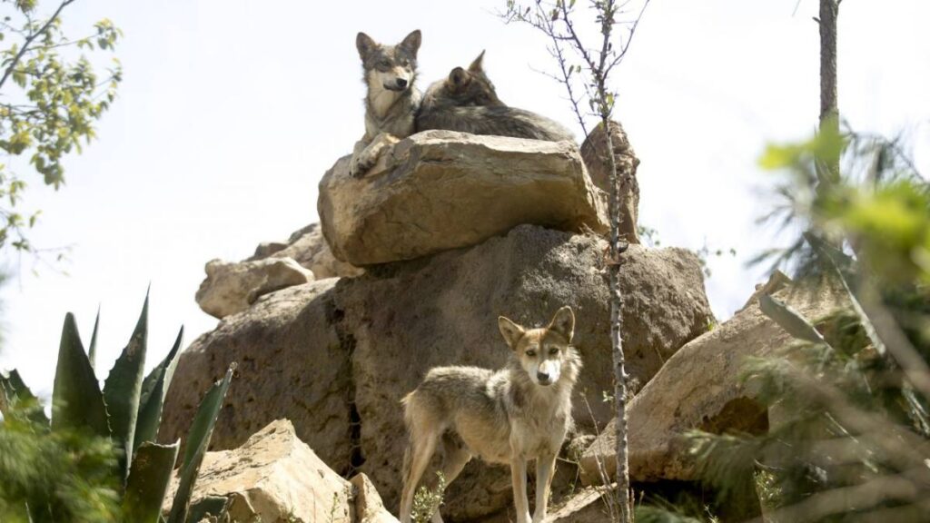 Trump busca retirar protección a lobo gris mexicano