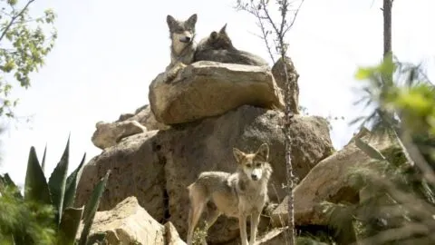 Trump abre la puerta a retirar protección a lobo gris mexicano