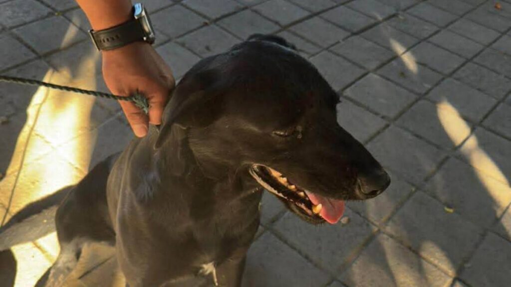 Ubican a otro perro atacado con agua hirviendo.