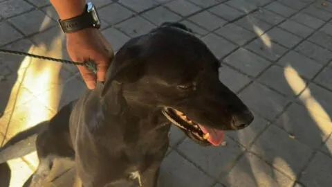 Ubican al segundo perro al que le arrojaron agua hirviendo en Tanhuato, Michoacán