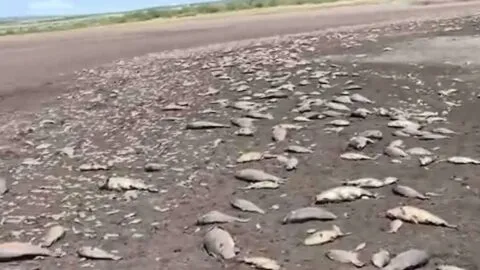 Apertura de compuerta en Durango provoca muerte de miles de peces en Zacatecas 