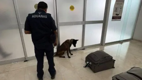 Agente canino delata a persona que viajaba con más de 365 mil dólares y 5 mil 900 pesos en Oaxaca