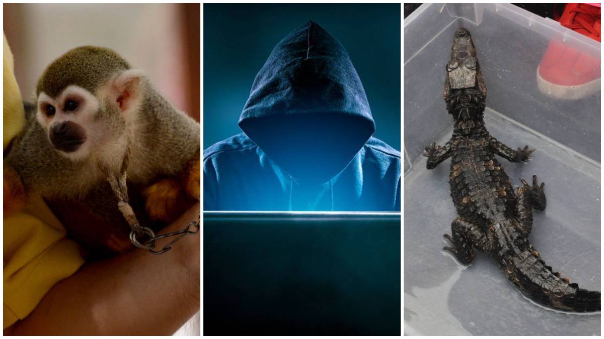 Alerta SSC por estafa en supuesta venta de animales exóticos en internet; así operan