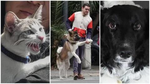 Amazon Pet Fest: fechas, horarios y cómo llegar al festival para mascotas en CDMX