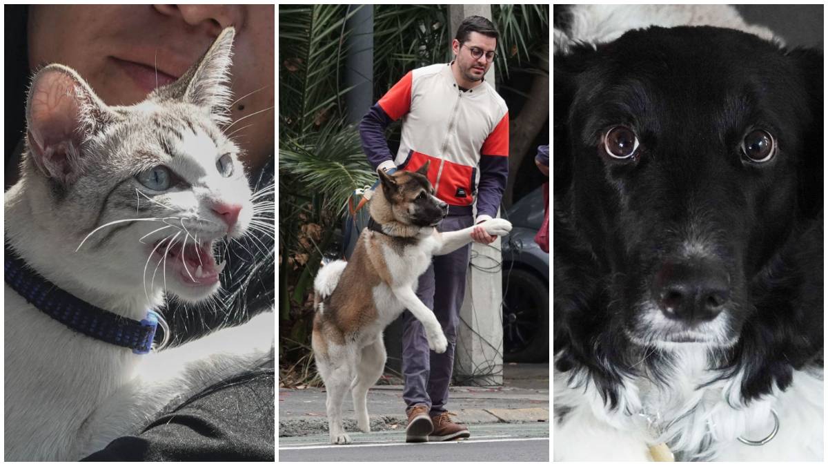 Amazon Pet Fest: fechas, horarios y cómo llegar al festival para mascotas en CDMX