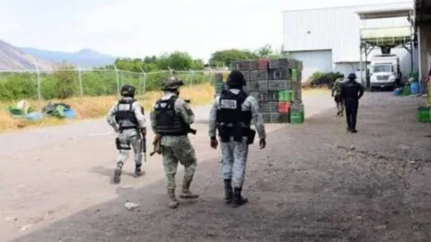 Mueren tres tras ataque en empacadora de aguacate de Michoacán